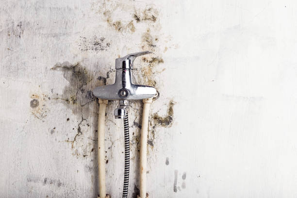 Best Commercial Mold Removal  in Ulysses, KS