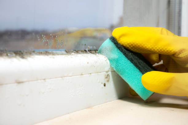 Best Office Mold Removal Services  in Ulysses, KS